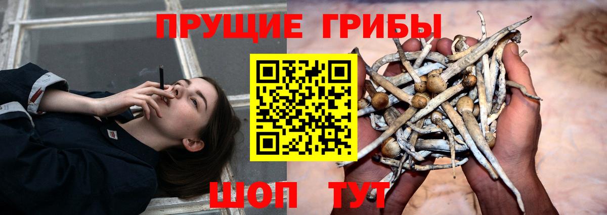Псилоцибиновые грибы Psilocybine cubensis Верхний Уфалей